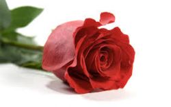 Janis Tibke, obituary — Ludvigsen Mortuary