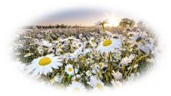 Sun Ye Krohn, obituary — Ludvigsen Mortuary