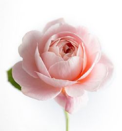 Mary Darnell, obituary — Ludvigsen Mortuary