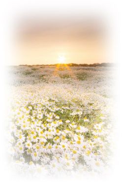 Barbara Moser, obituary — Ludvigsen Mortuary